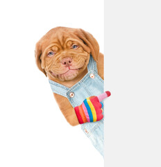 Poster - Happy puppy wearing overalls points on empty white banner. isolated on white background