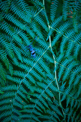  Rosalia longicorn (Rosalia alpina), Cerambycidae, Coleoptero, Insecto, Redes Natural Park, Caso Council, Asturias, Spain, Europe