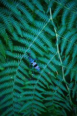  Rosalia longicorn (Rosalia alpina), Cerambycidae, Coleoptero, Insecto, Redes Natural Park, Caso Council, Asturias, Spain, Europe