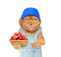 Poster - Smiling puppy farmer wearing blue cap and overalls holds basket of strawberries. isolated on white background