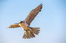 Falconer Is Training Peregrine Falcon In A Desert Near Dubai