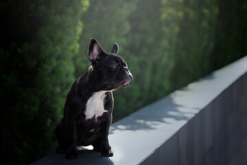 French bulldog sunbathing