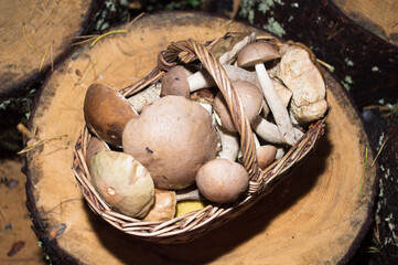 basket with fresh mushrooms. Autumn hike in the forest