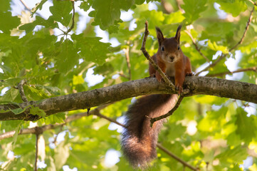 curious squirrel on a wooden branch. animal photography, shallow depth of field, background with pla