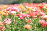 Original photograph of a field full of pink, coral and yellow colored Ranunculus flowers 