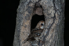 Tawny Owl (Strix Alculo) Photographed At Night