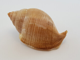  Photograph on white background of seashell or conch Galeodea Rugosa of the gastropod family Cassidae