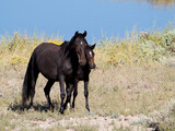Fototapeta Konie - wild mare and foal