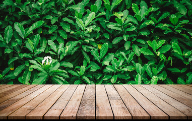 Old wood plank with abstract natural green leaves background for product display 