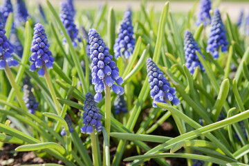 Wall Mural - blue grape hyacinth flowers in spring meadow
