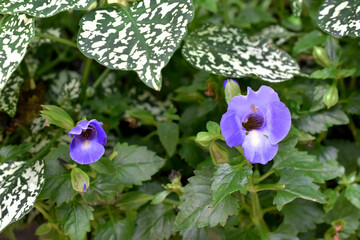 Wall Mural - Torenia and Polka Dot plants