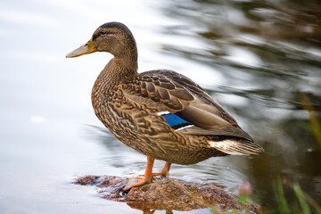 Poster - wild duck in nature close up