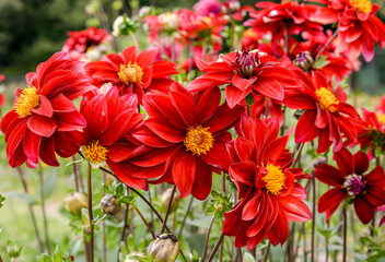 Wall Mural - red dahlia flowers in the garden