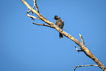 Red vented bulbul sitting on dry tree branch with clear blue sky background.