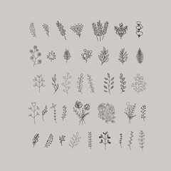 Wall Mural - Hand Drawn Vector Floral elements. Botanical Illustrations. Herbs and Flowers. 