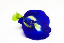 Purple Butterfly Pea Flower Isolated On White Background