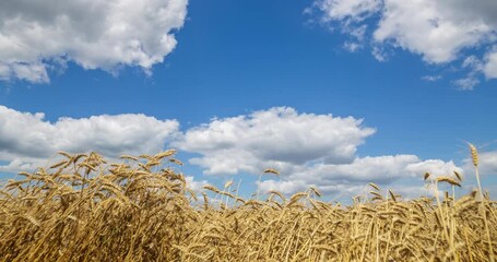 Fototapete - Blue sky with clouds and yellow field wheat, beautiful dynamic landscape on Sunny day. Scenic agricultural land, 4K Timelapse. Beauty nature, agriculture and seasonal harvest time.
