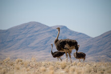 Three Ostriches (Struthio Camelus) In Grassland Against Mountain Backdrop. Shot In Namibia, Southern Africa. Landscape Format.