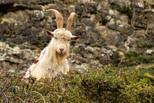 Cashmere Goat On The Great Orme, Llandudno, North Wales, UK