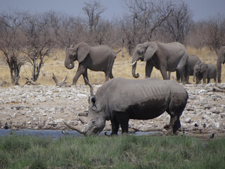 a rhinoceros in front of an elephant herd at a waterhole