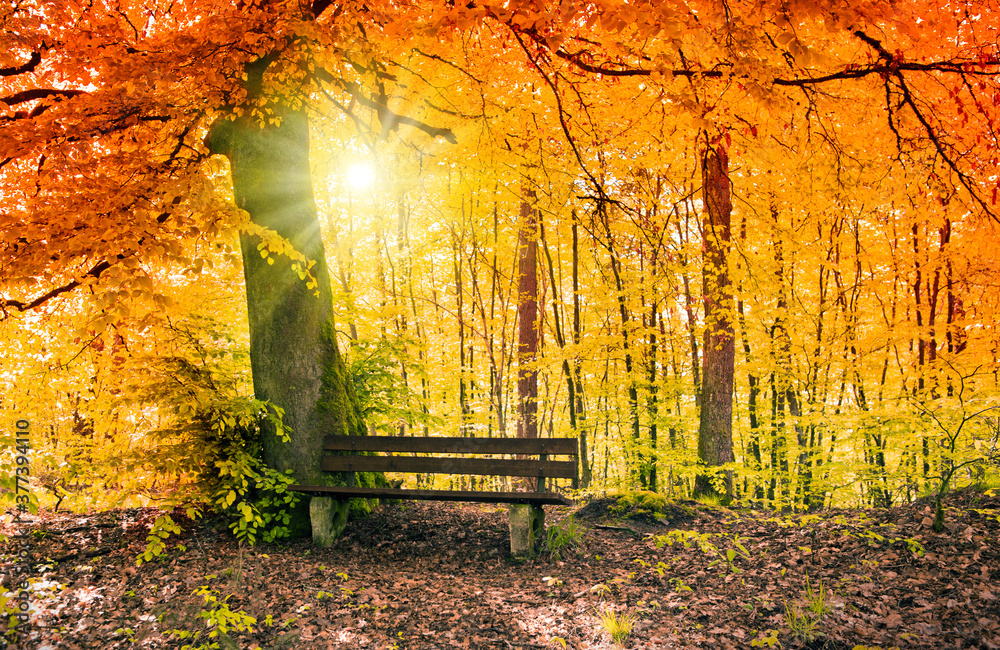 Wood bench near tree in autumn park.Nature background. Stock Photo ...