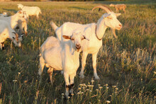 White Goats Graze In The Field At Sunset
