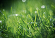 © Cavan Images - Close up of water droplets on blades of grass with blurred background