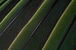 © Cavan Images - A macro shot of green colorful parakeet feathers, bird anatomy
