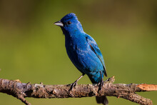 An Indigo Bunting Perched On A Branch