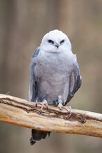 A Portrait Of A Mississippi Kite