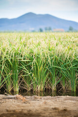 Wall Mural - Green rice plants growing in the water, vertical. Rice filed in summer.