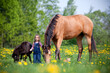 Small girl standing with two horses in a field. A child standing together with a big trakehner horse and small pony outdoor in springtime.