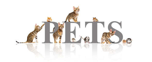 Wall Mural - group of pets cats and rodents on a white background