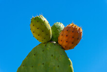 Close Up Of Prickly Pears On The Plant