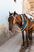 Working Horse In Trinidad, Cuba
