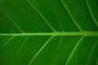 © 5LiMi - tropical leaf texture, large palm foliage, green leaves background, nature