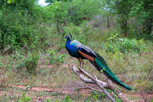 A Male Peacock Sitting On A Branch