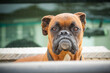 © Gary Chapman/Austockphoto - A boxer dog guarding his owners ute