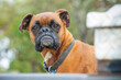 © Gary Chapman/Austockphoto - A boxer dog on guard