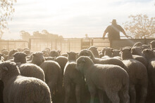 Stockman In Dusty Sheep Yards With Lambs