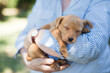 © Jane Worner/Austockphoto - Woman holding a tan kelpie puppy in her arms
