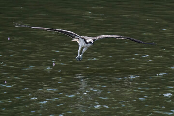 osprey is hunting a fish