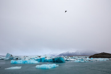 Canvas Print - seagull flies above iceberg chunks in jökulsárlón, Iceland