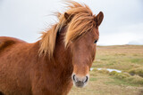 Fototapeta Zwierzęta - portrait of Icelandic horse in field