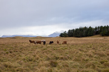 Icelandic horses grazing in lush grassy field of countryside