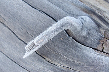 Frost on a log