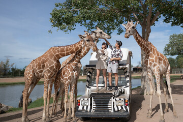 couple taking a bus tour, feeding and playing with giraffe on safari open park zoo.