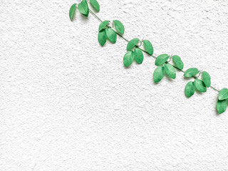 Wall Mural - White concrete wall and green leave background.