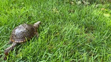Male Western Box Turtle Walking Through Grass