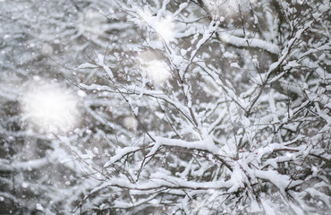 Winter Park. Landscape in snowy weather. January.